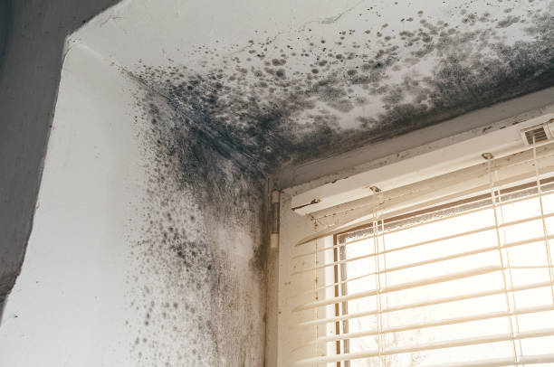 Affordable Hvac And Air Duct Mold Remediation solutions in Belle Haven, VA